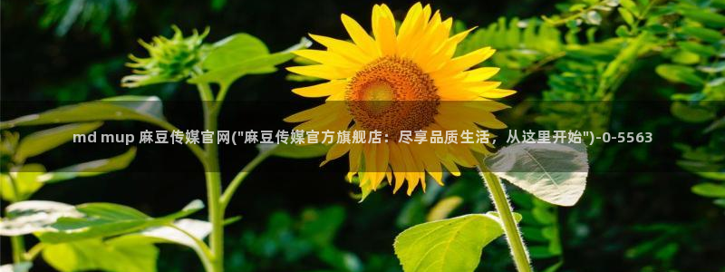 麻豆影视资讯